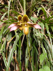 Paphiopedilum hirsutissimum