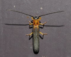 Oberea praelonga