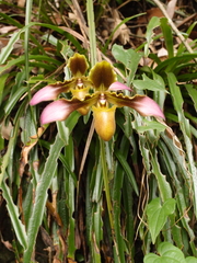 Paphiopedilum hirsutissimum