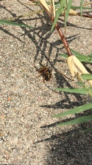 Dianthidium