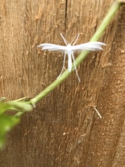 Pterophorus pentadactyla