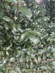 Cassipourea malosana