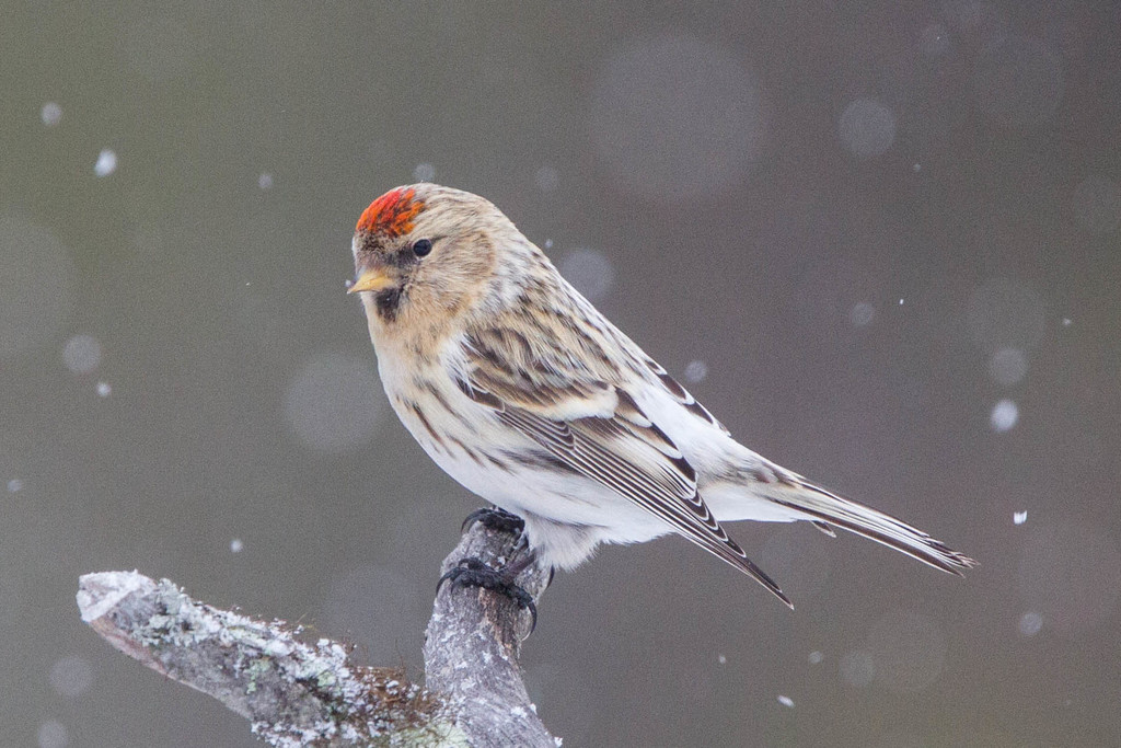 Redpolls