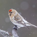 Redpolls - Photo (c) Ron Knight, some rights reserved (CC BY)