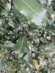 Cassipourea malosana