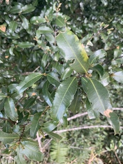 Cassipourea malosana