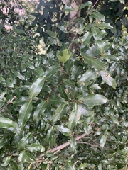 Cassipourea malosana