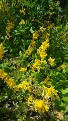 Corydalis sibirica