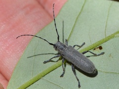 Saperda inornata