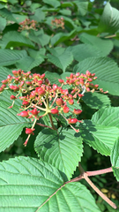 Viburnum plicatum