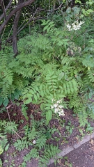 Sorbaria sorbifolia