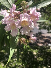 × chitalpa tashkentensis