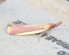 Peoria approximella