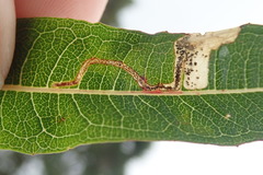 Mompha raschkiella