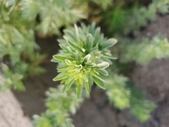 Artemisia frigida