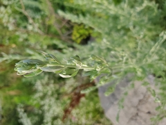 Artemisia frigida