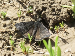 Erynnis brizo
