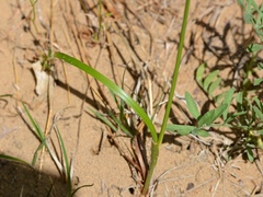 Carex buxbaumii