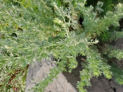 Artemisia frigida