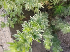 Artemisia frigida