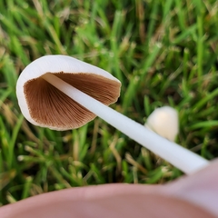 Conocybe apala