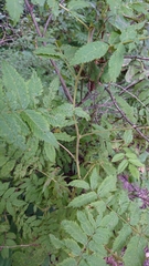 Sorbaria sorbifolia