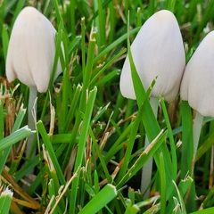 Conocybe apala