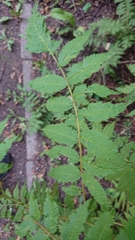 Sorbaria sorbifolia