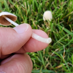 Conocybe apala