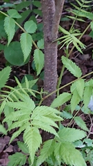 Sorbaria sorbifolia