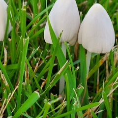 Conocybe apala