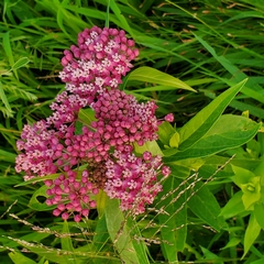 Asclepias incarnata