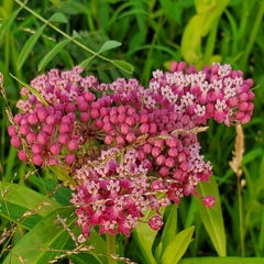 Asclepias incarnata