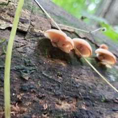 Crepidotus