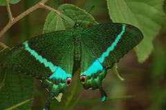 Papilio crino