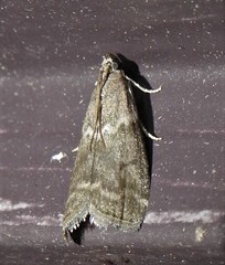 Oreana unicolorella
