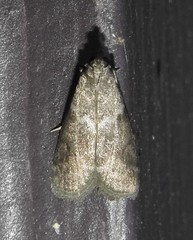 Oreana unicolorella