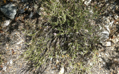 Leptosiphon floribundus