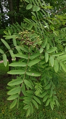 Sorbus aucuparia