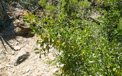 Pseudoziziphus parryi