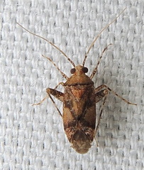Phytocoris breviusculus