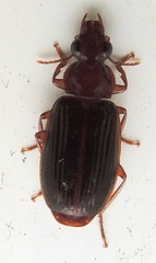 Plochionus timidus