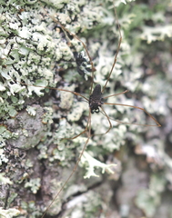 Platybunus pinetorum