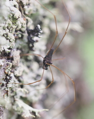 Platybunus pinetorum