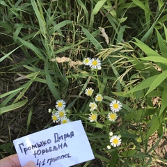 Erigeron strigosus