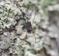 Platybunus pinetorum