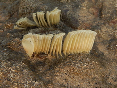 Volegalea cochlidium image