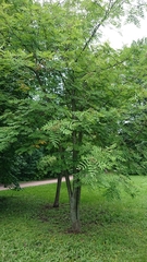 Sorbus aucuparia
