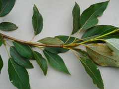 Populus longifolia