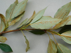 Populus longifolia